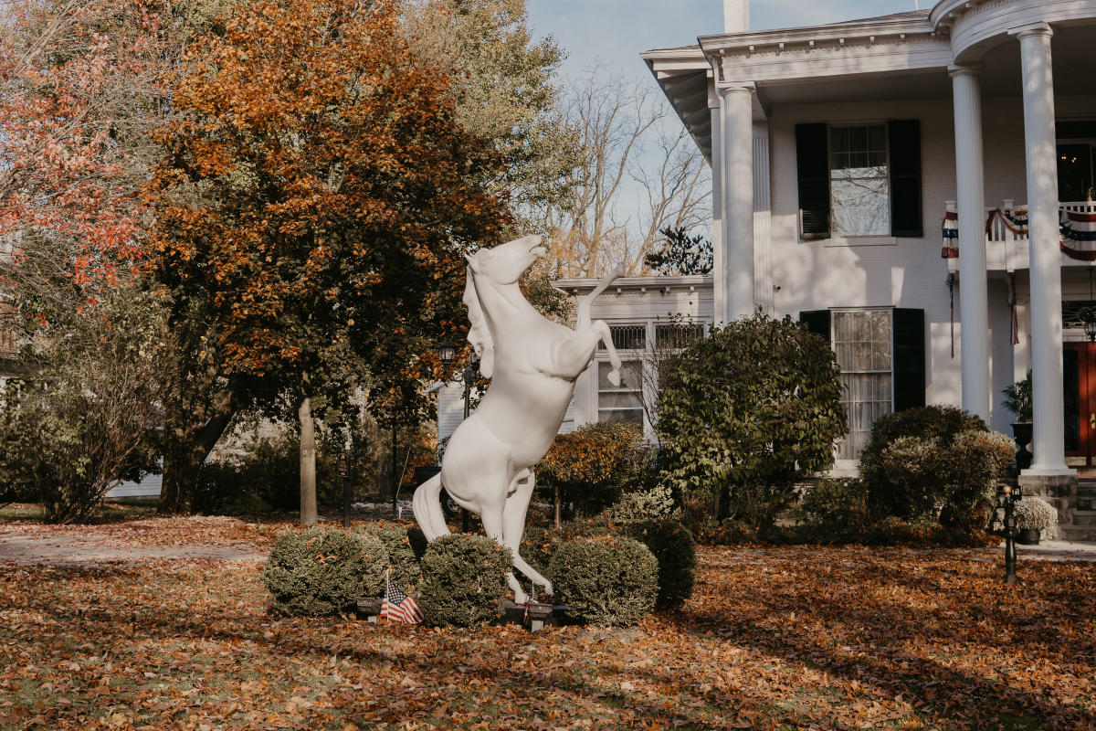 Horse at Allegiance B&B