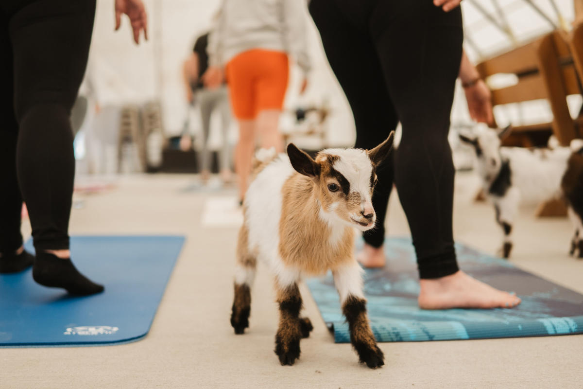 Goat Yoga