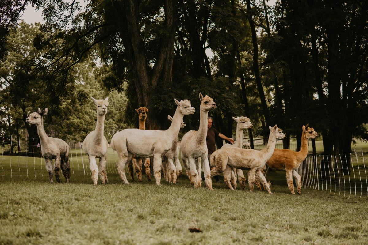 Hemlock Hills Alpacas