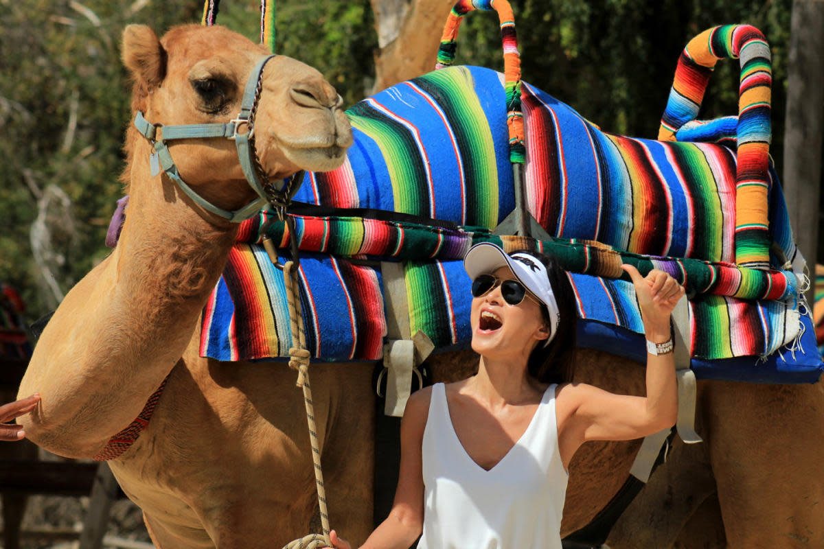 Woman holding the reins of a camel