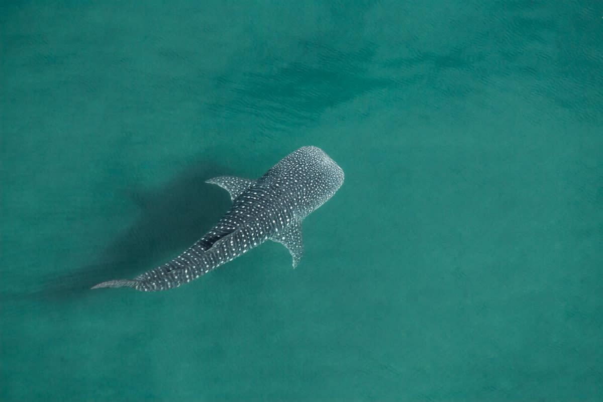 Whale Shark