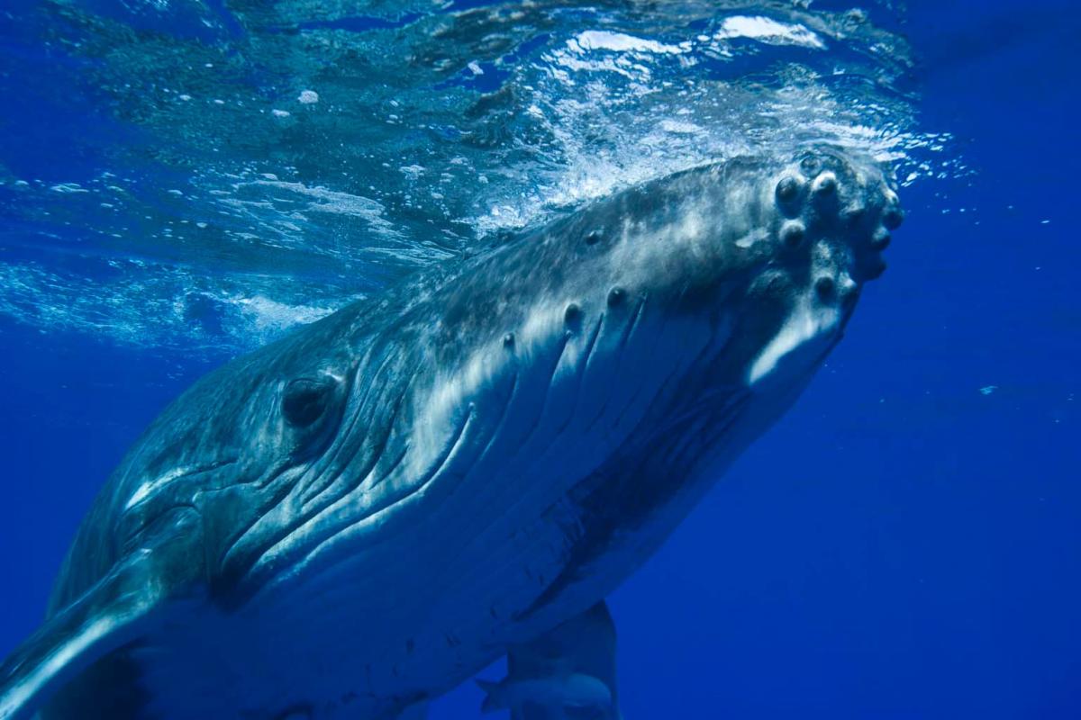 fotografía de la parte superior de una ballena dentro del mar
