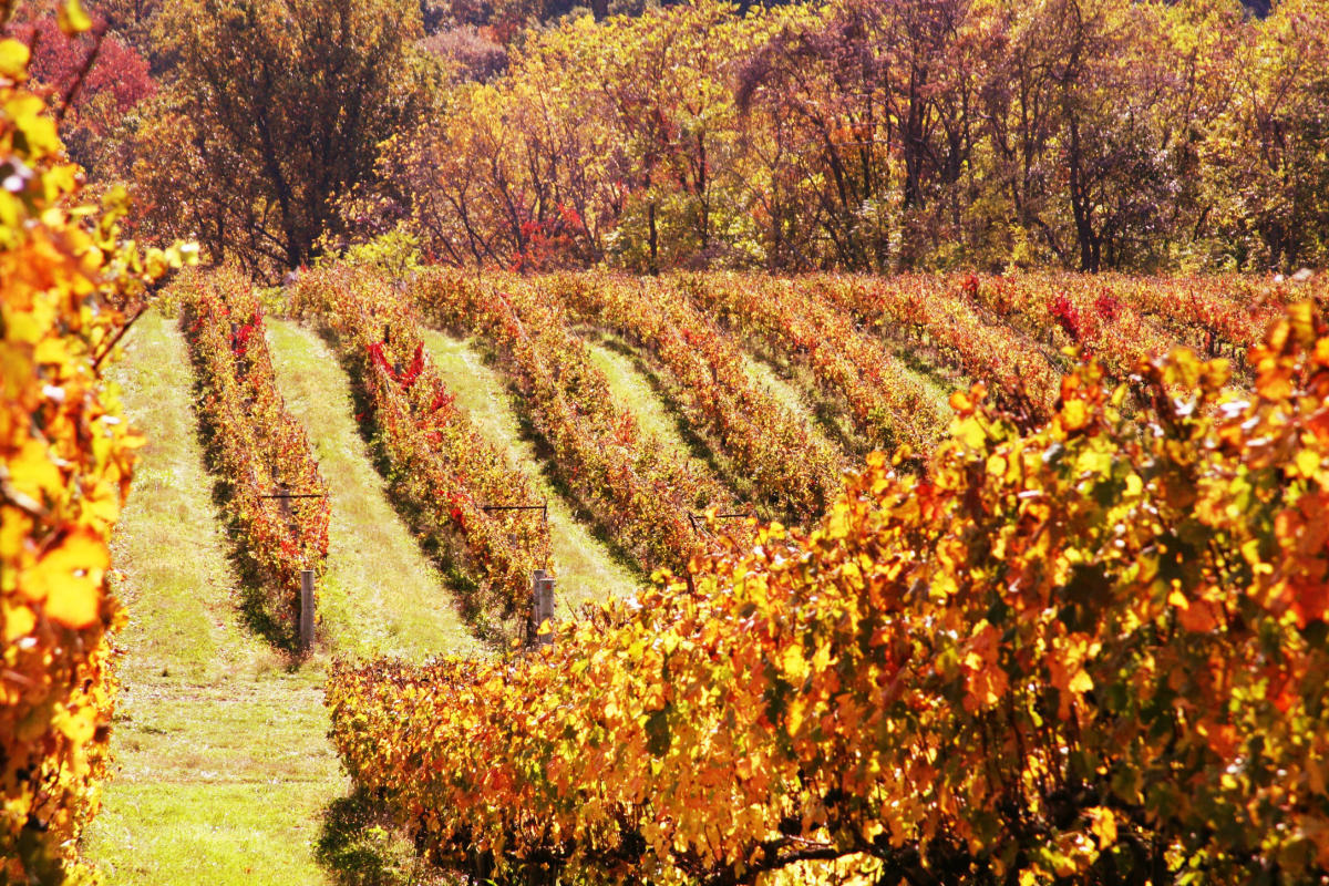 Autumn colors at a Breaux Vineyard in Loudoun County