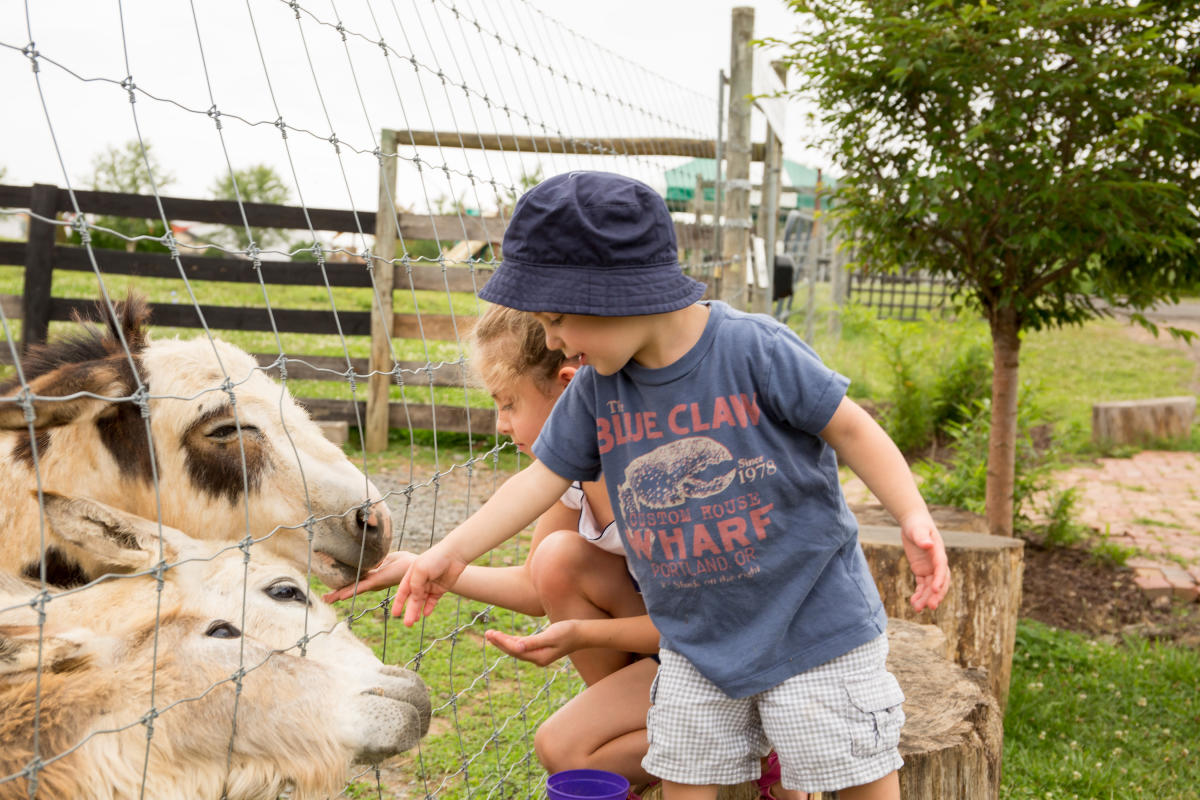 Two children feed miniature donkeys through a wire fence at Leesburg Animal Park in Loudoun Virginia