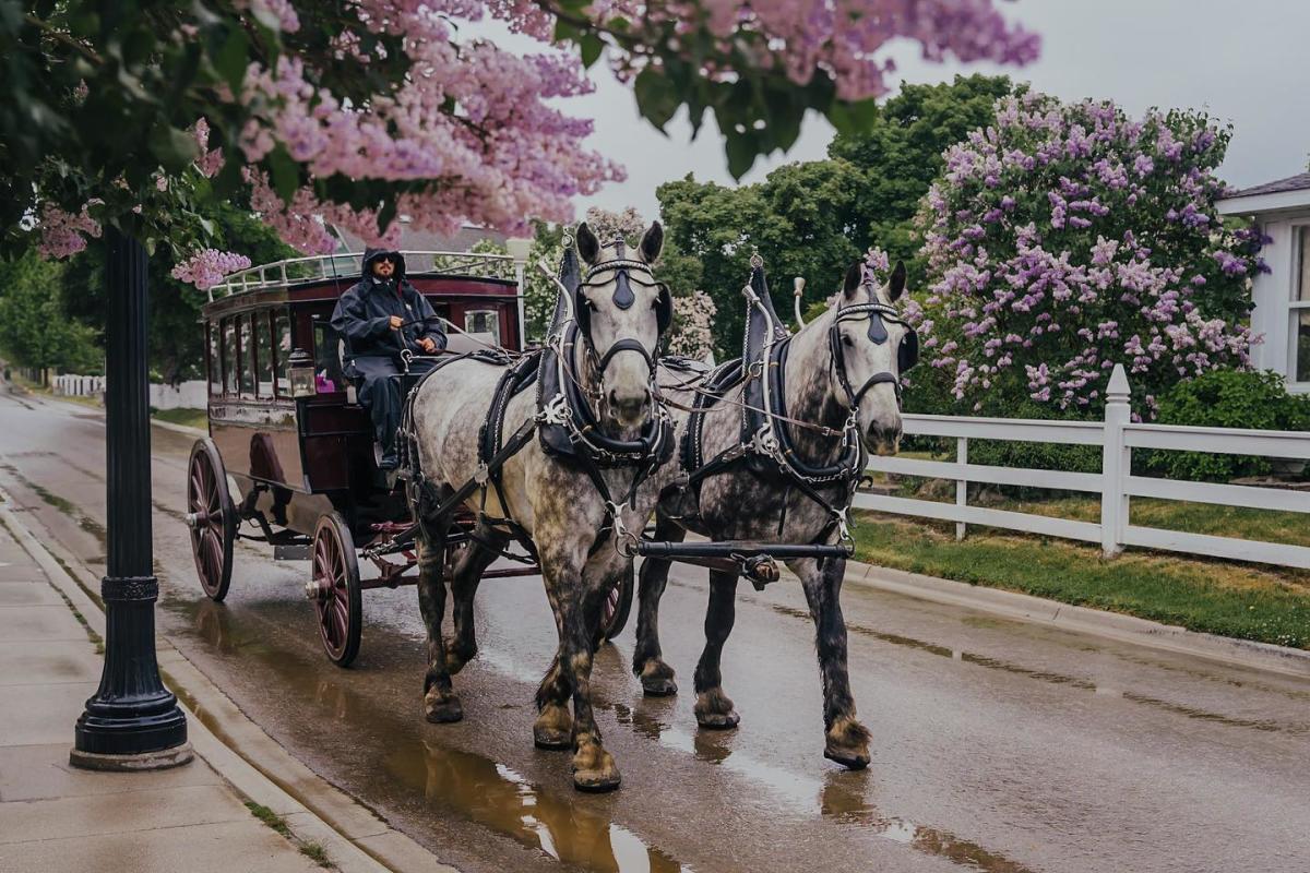 Horse-drawn carriage passes blooming lilacs on a rainy wet day on Mackinac Island