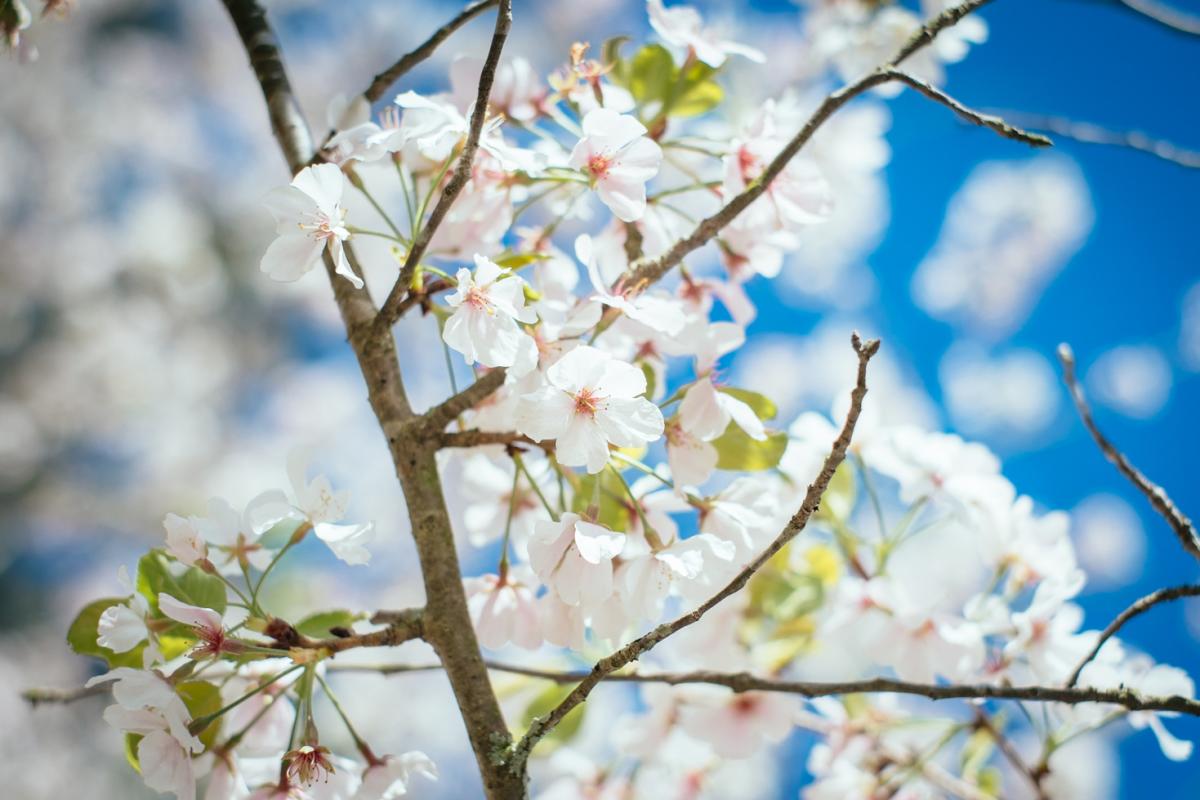 Cherry Blossoms