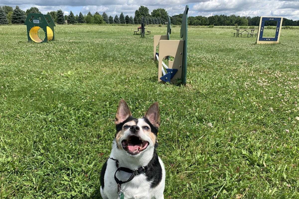A dog sits patiently and waits to run an agility course