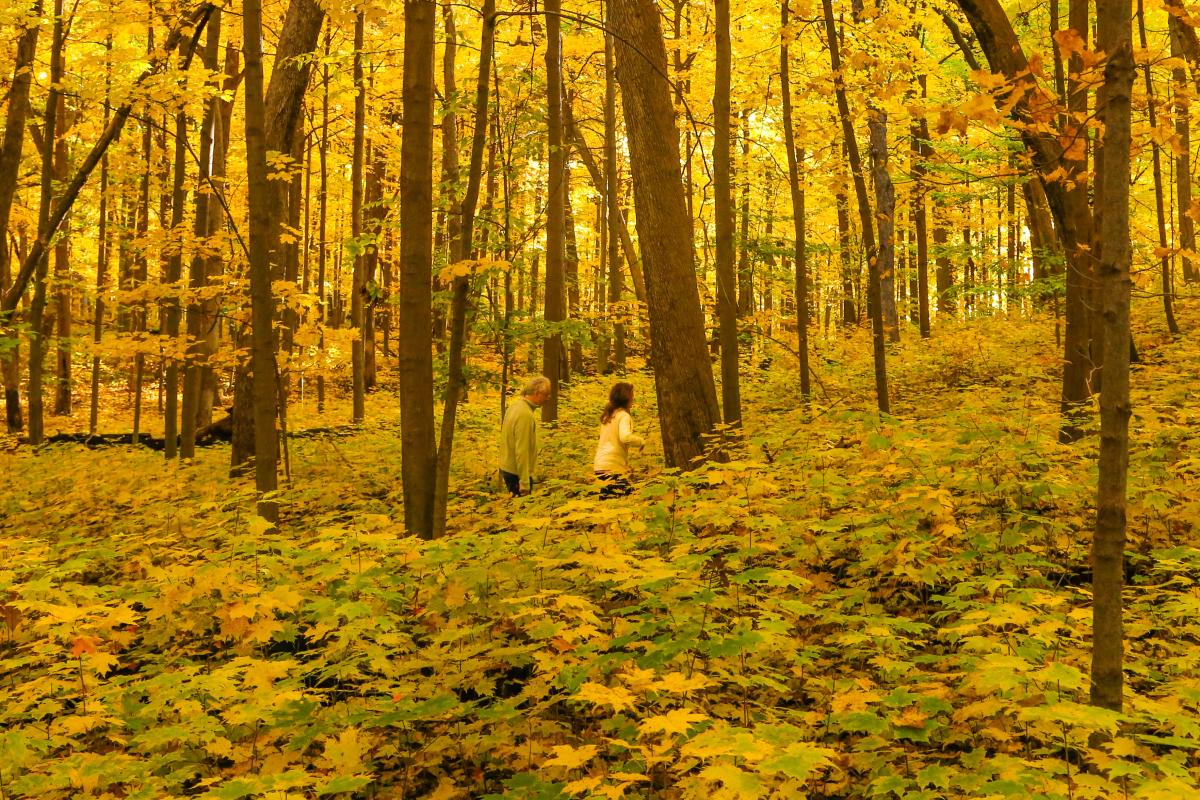 Two people hike through woods filled with fall colors