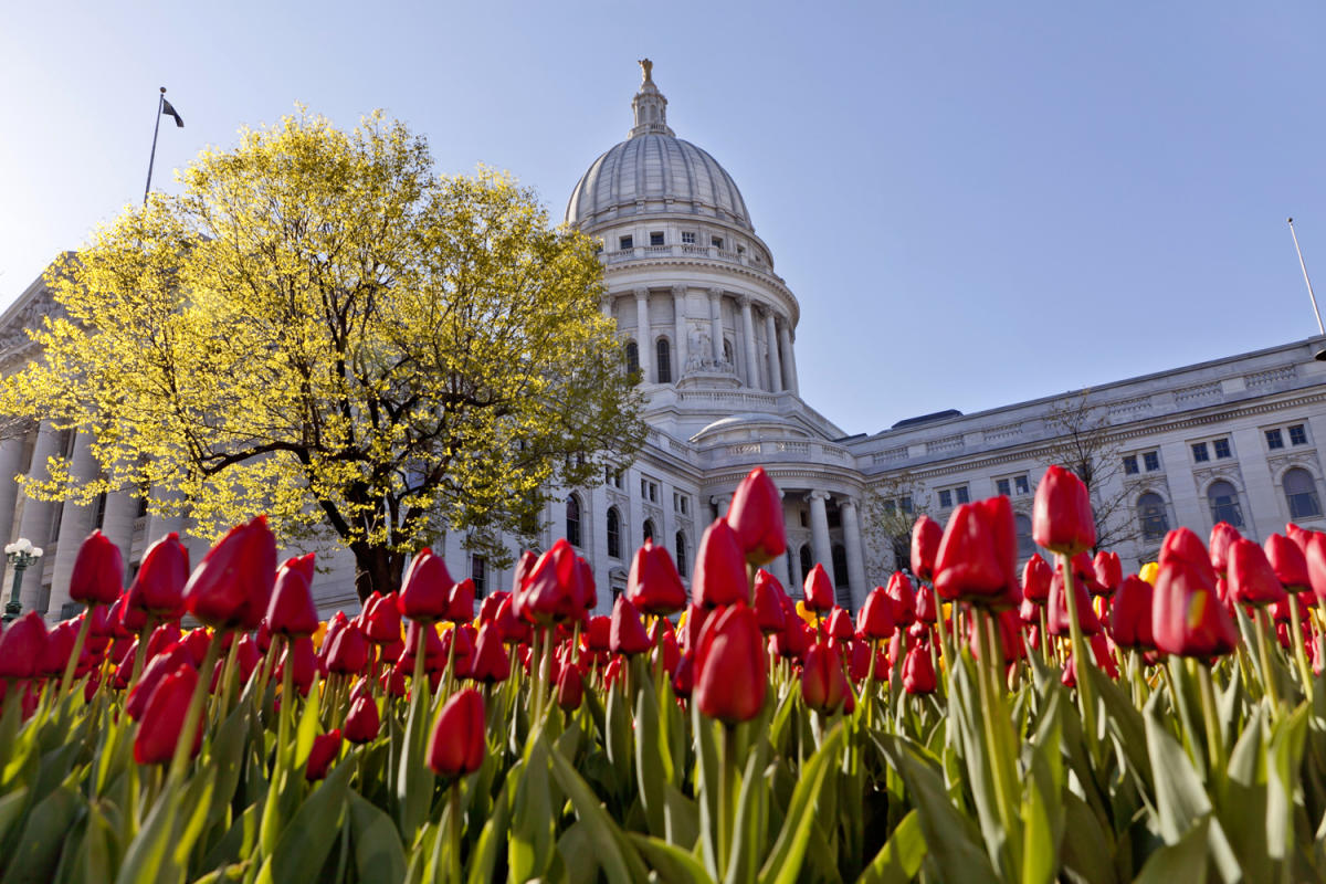 A close up photo of red tulips on Capitol Square with the Capitol building in the background