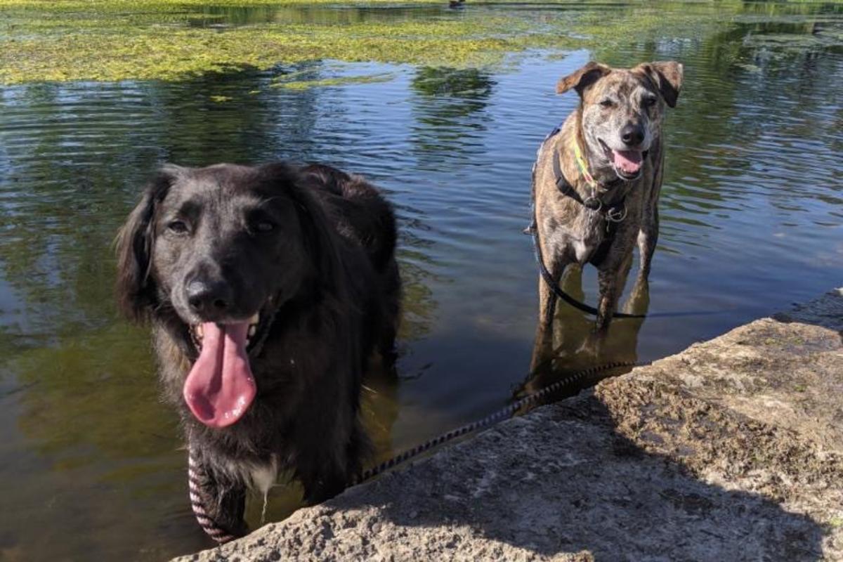 Two dogs standing in Wingra Creek