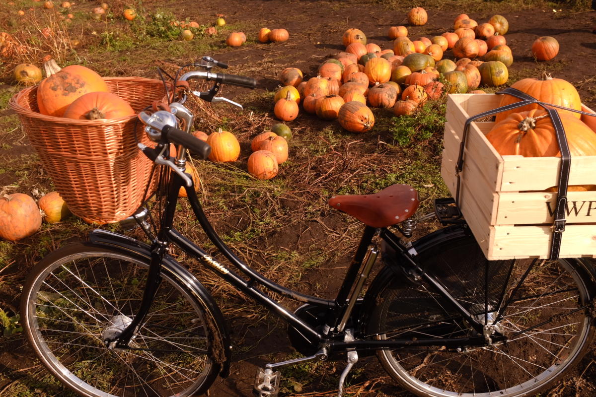 Blooms and Bicycles Pumpkin Patch