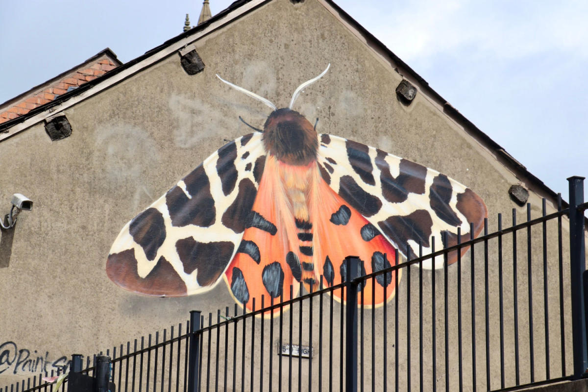 Garden Tiger Moth Mural Stockport