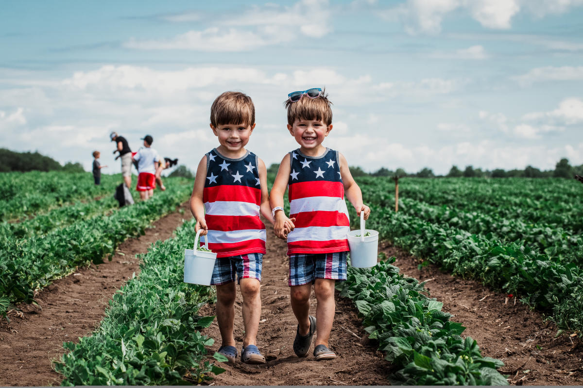 Two children picking strawberries