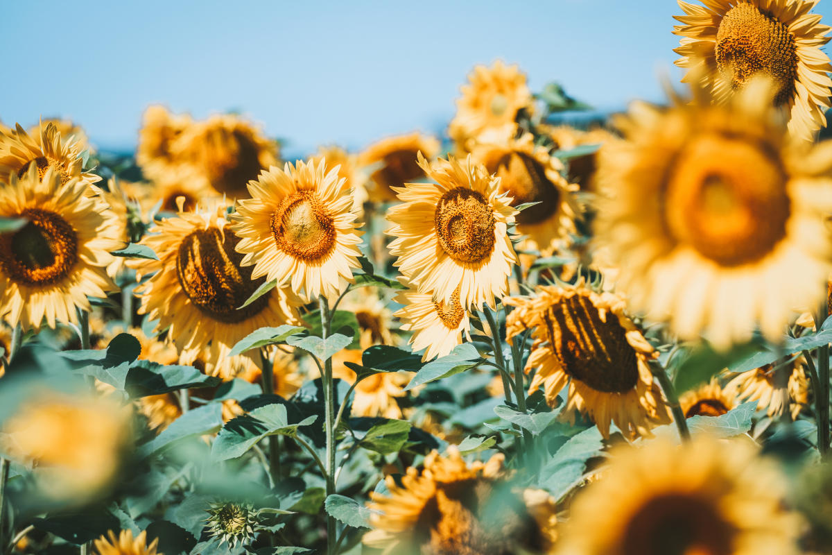 Sunflowers - Von Berg
