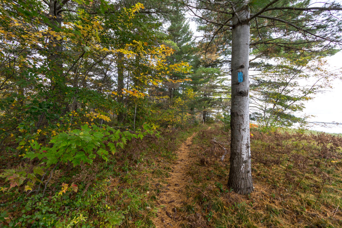 A blue blaze trail marker on the North Country Trail in the Upper Peninsula of Michigan