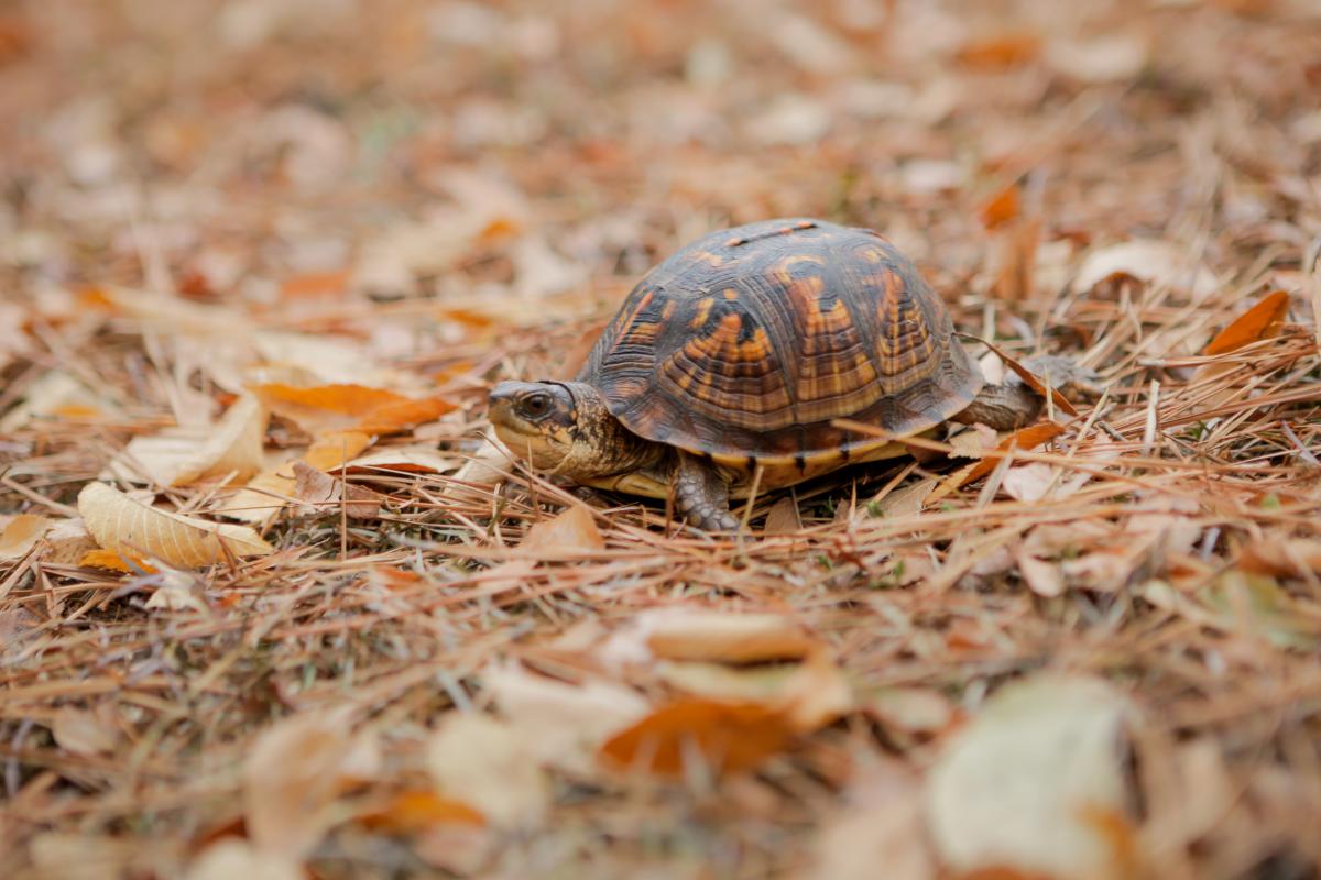 Lockerly Arboretum fall turtle
