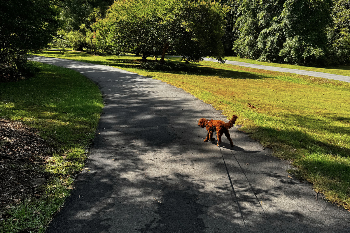 Dog at Lockerly