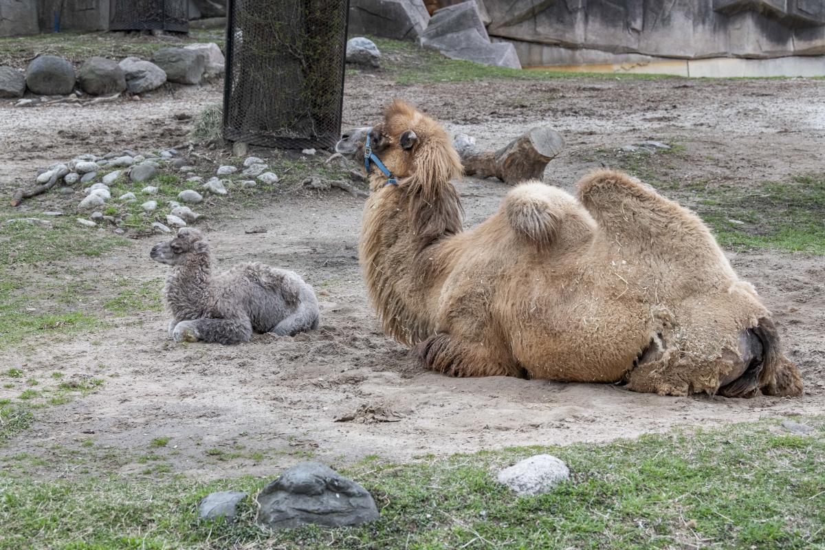 A baby camel with soft, grayish fur sits on the ground beside a much larger adult Bactrian camel with two humps and shaggy tan fur. They are both resting in a zoo enclosure with dirt, rocks, and sparse grass.