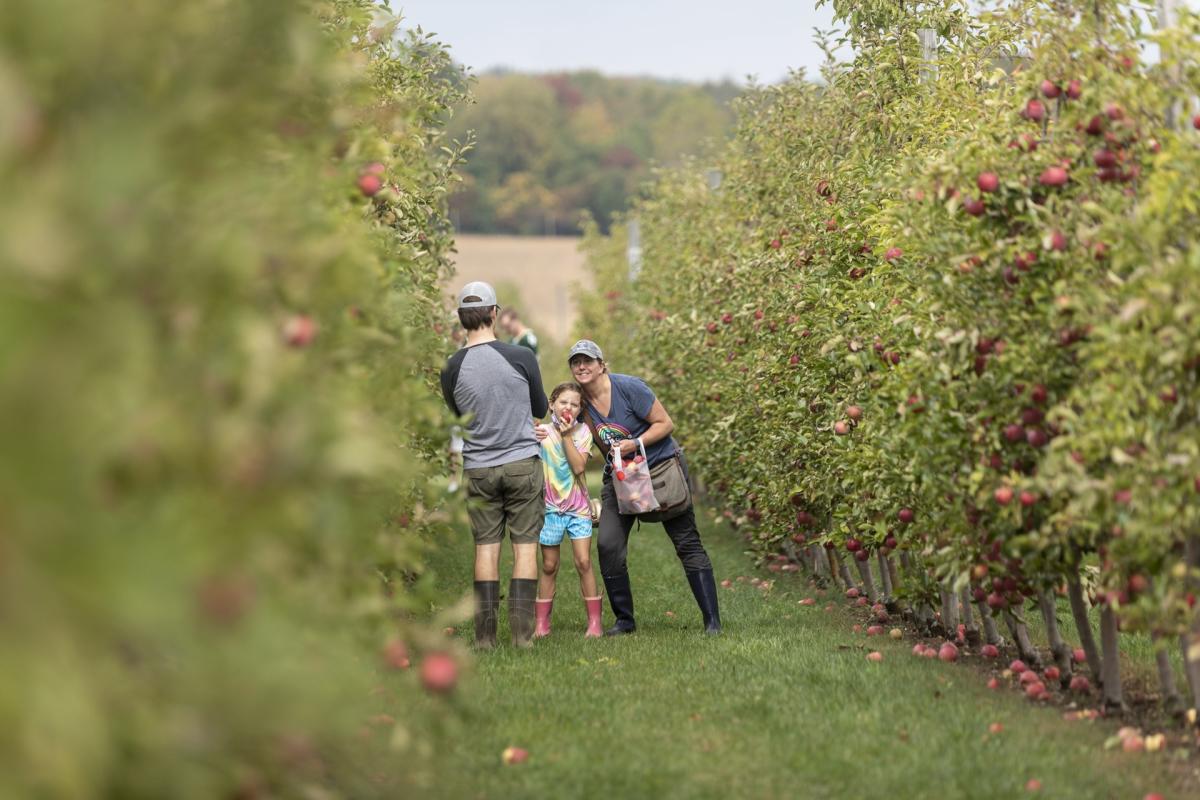 A family picks apples between rows of fruit-laden trees at an orchard, with a child eating an apple and an adult holding a bag of freshly picked fruit.