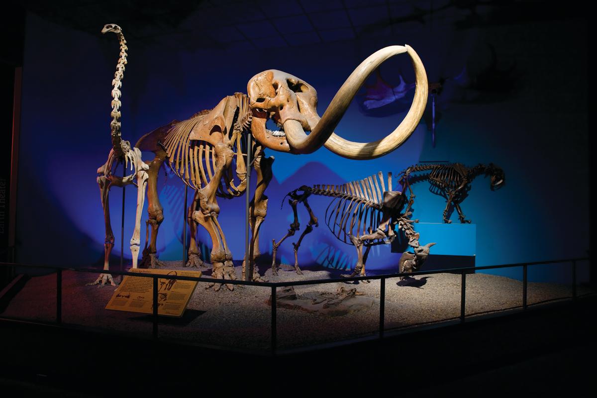 Milwaukee Public Museum bones exhibit