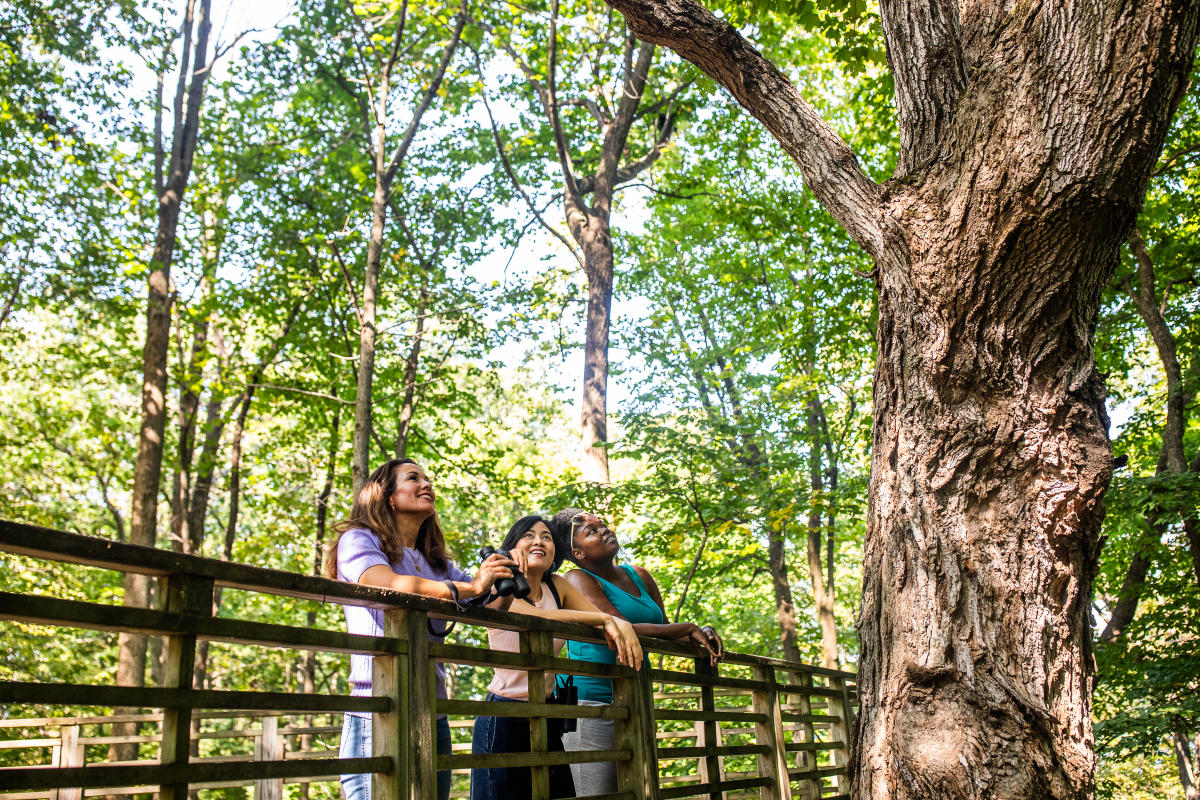 Three people stand on a wooden boardwalk at Schlitz Audubon Nature Center, looking up into the trees. They appear engaged and curious, with one person holding binoculars, surrounded by lush green forest.