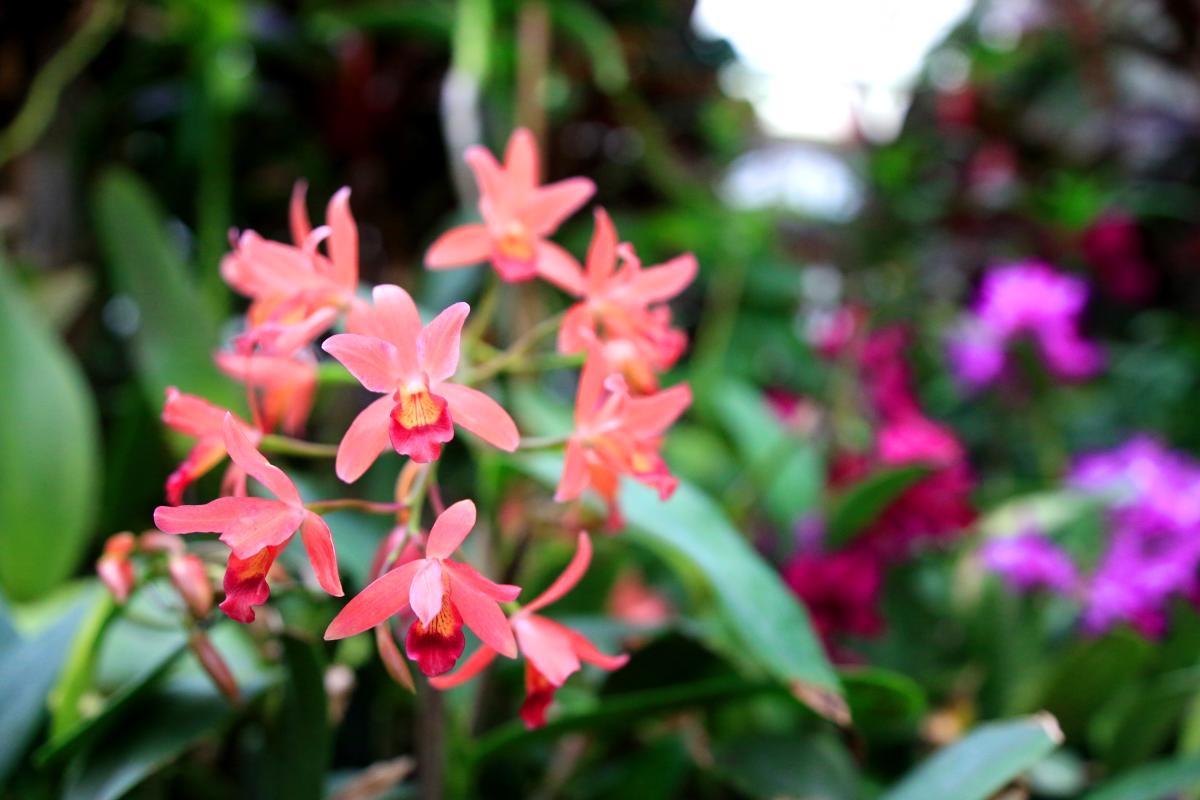 Flowers from Bellingrath