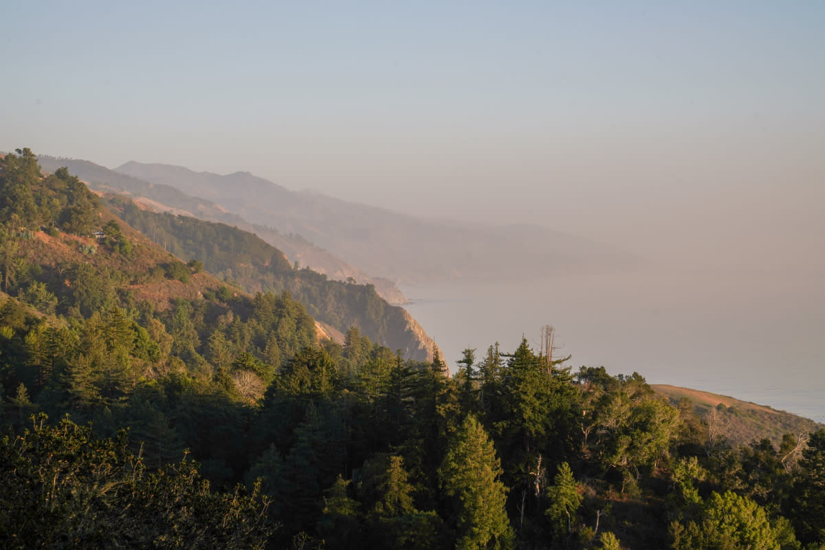 Big Sur Coast Forest