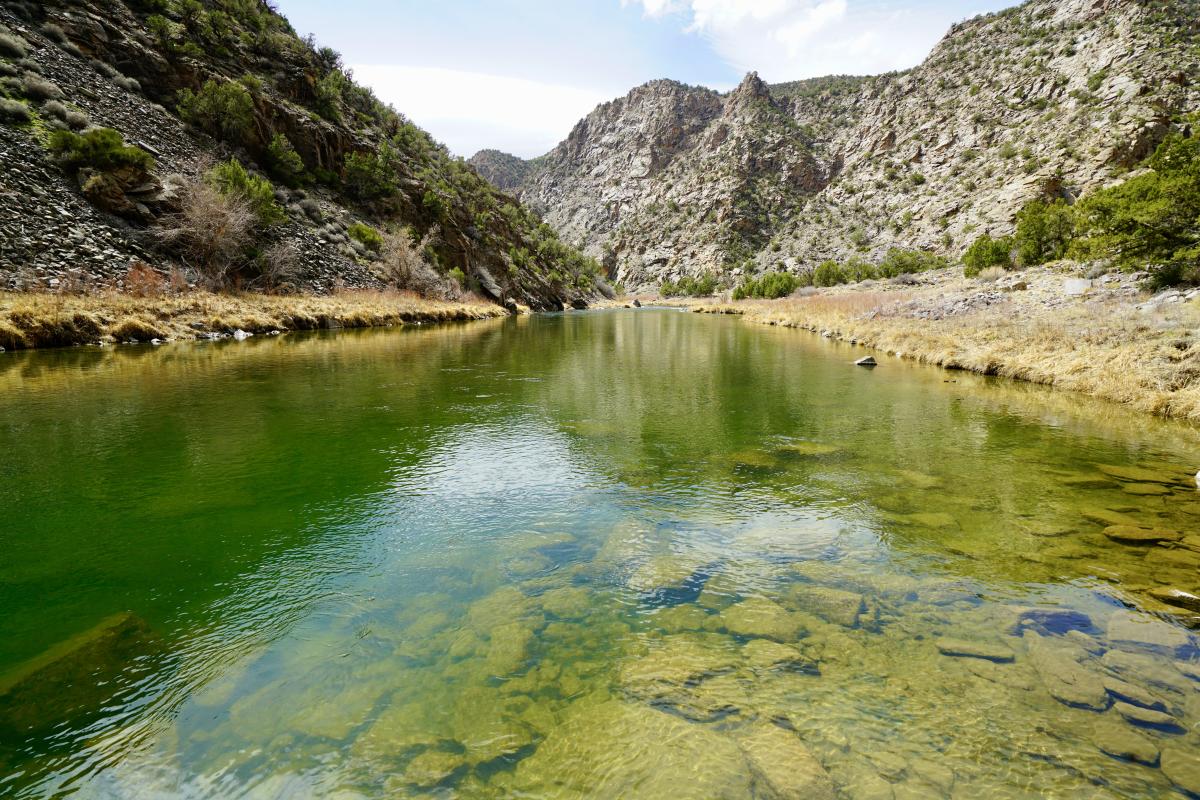 The vibrant green Gunnison River shot from the riverbank with canyon walls in the background.