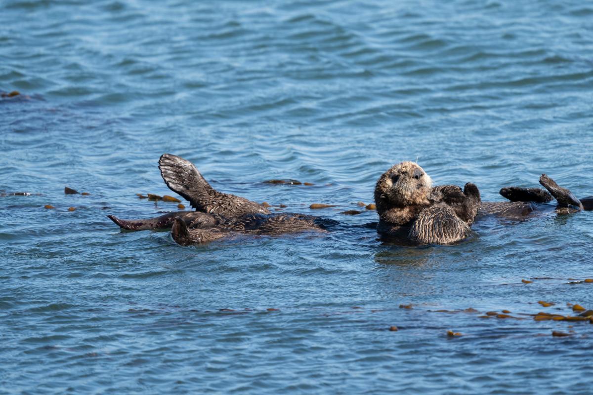 Explore Morro’s Wild Side