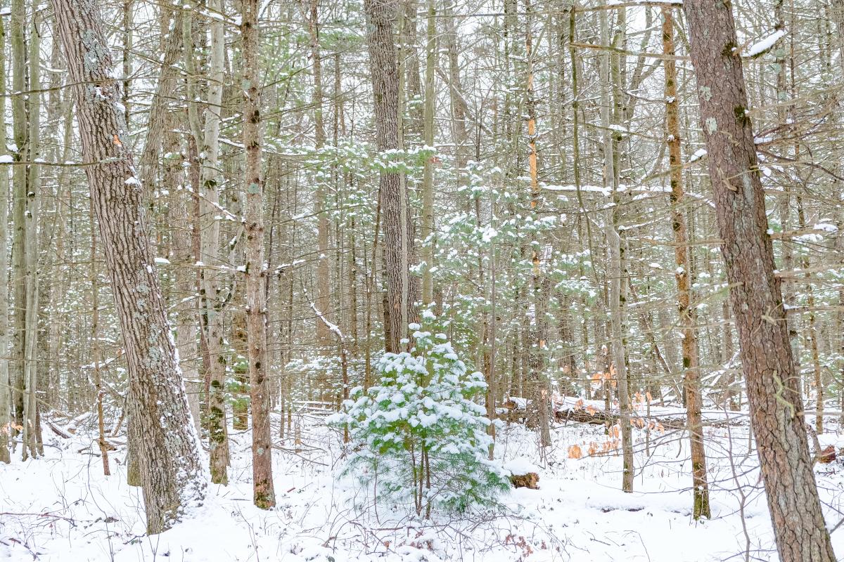 small snow dusted pine sits among tall, towering trunks of larger pines in snow covered forest