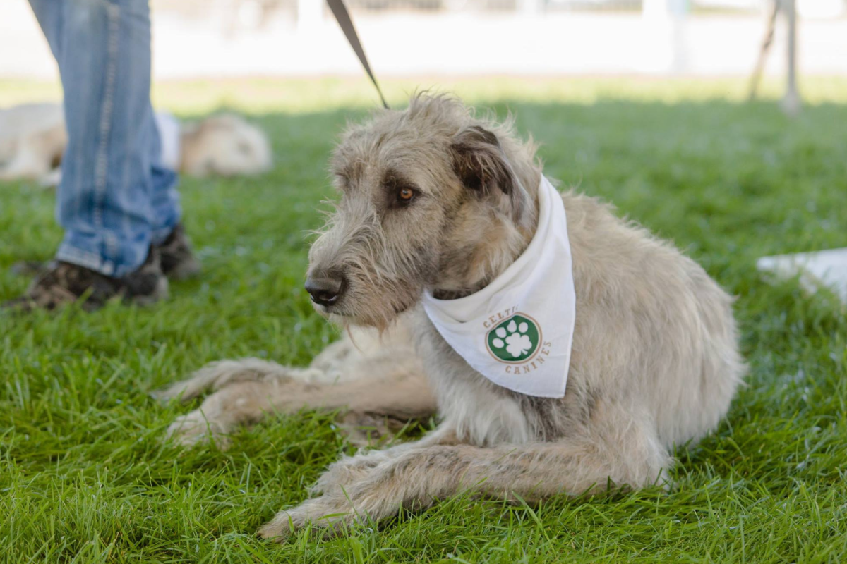 A dog wearing a bandana with the "Michigan Irish Music Festival Celtic Canines" logo is lying on grass, looking attentively to the side.