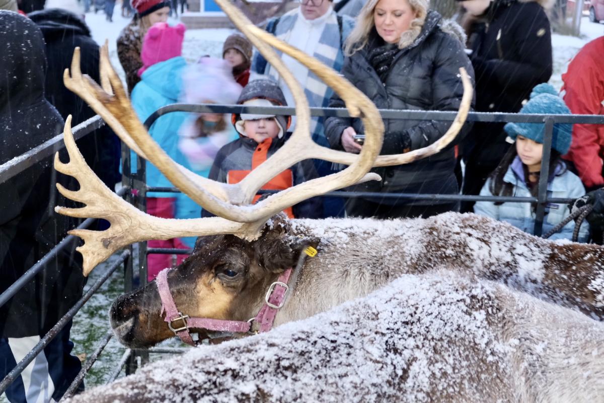 Reindeer