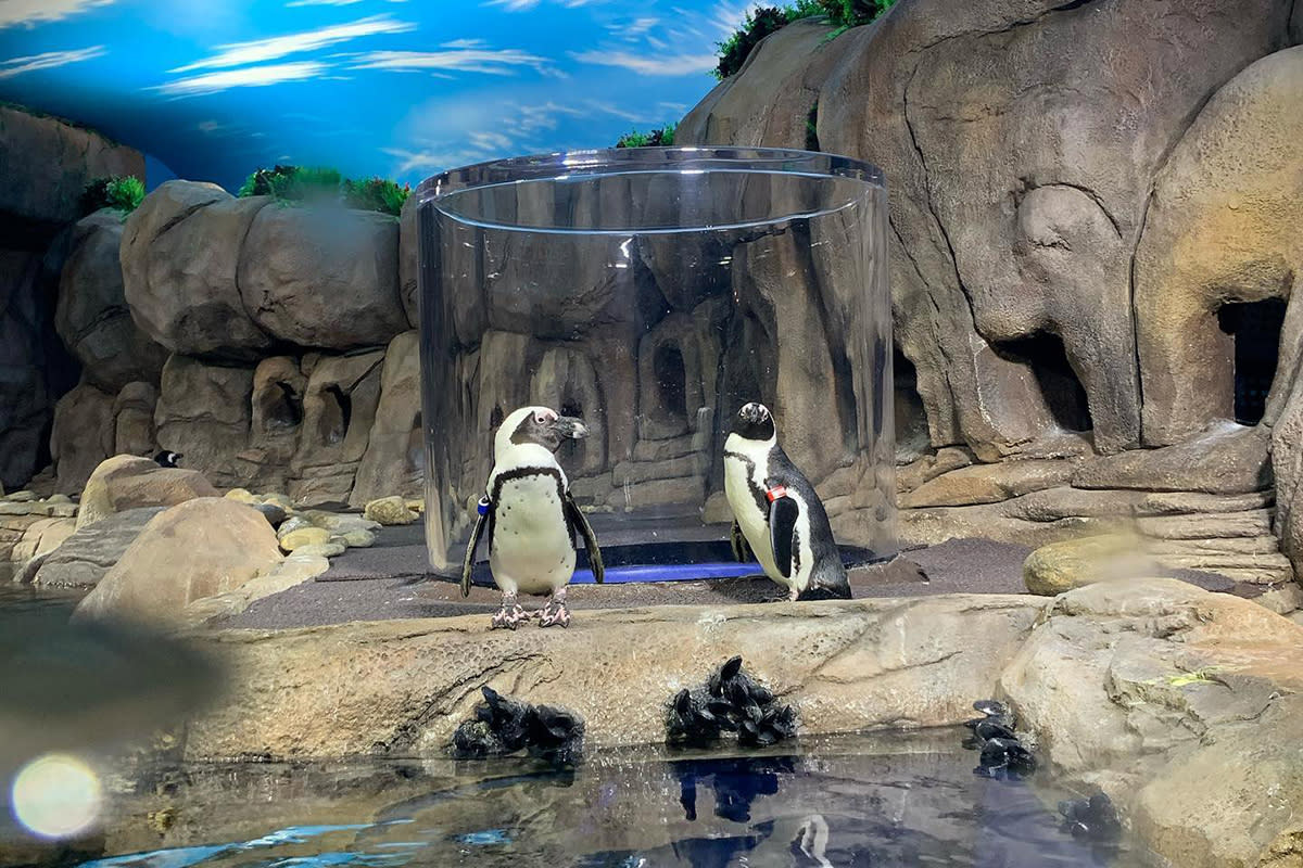 Ripley's Aquarium Penguin Encounter, Visit Myrtle Beach, SC