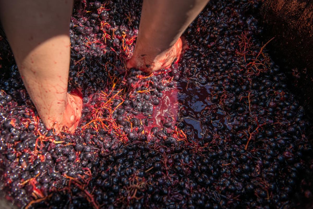Stomping grapes in Napa Valley at harvest