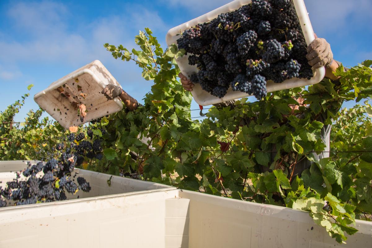 Harvesting grapes in Napa Valley vineyard