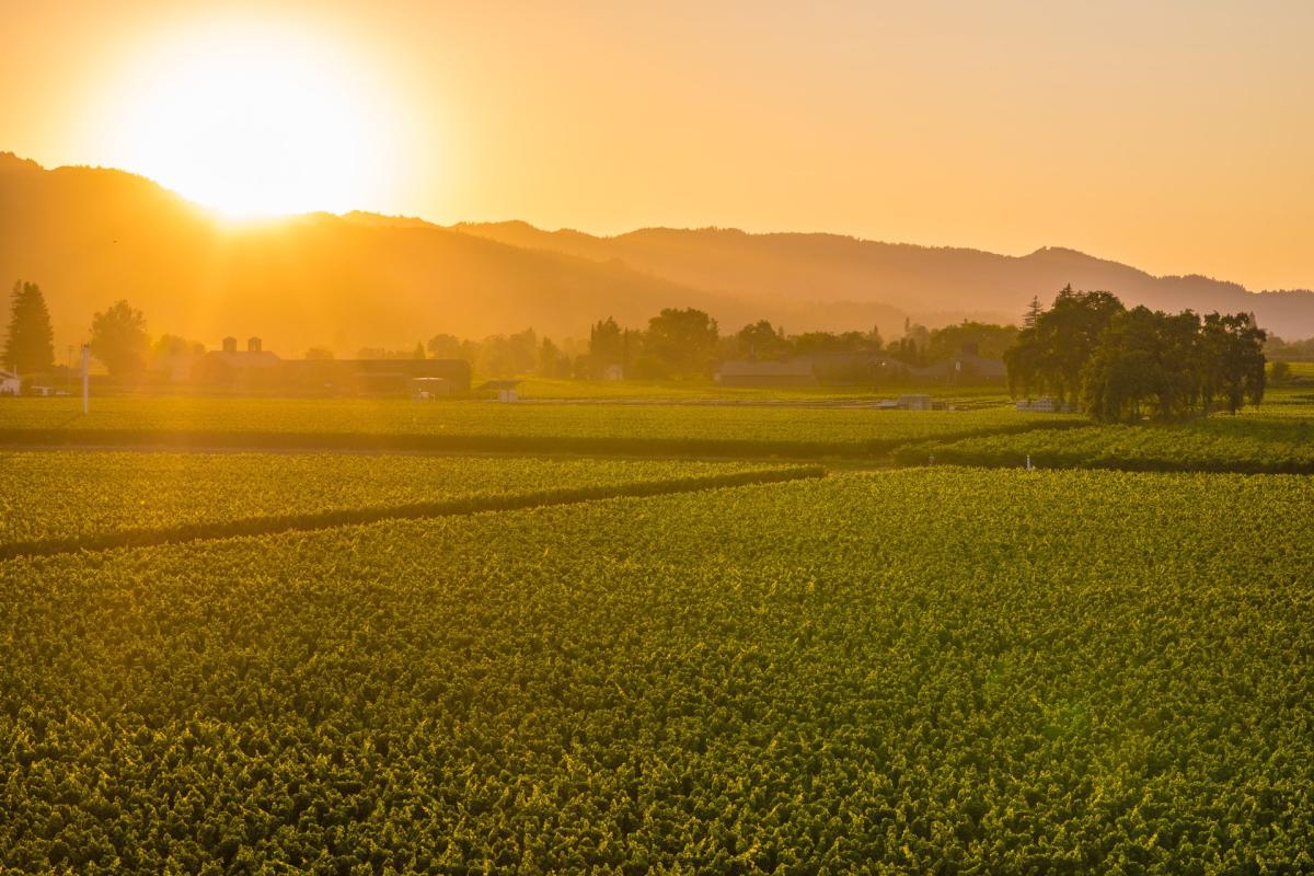Sunset in Napa Valley Vineyard