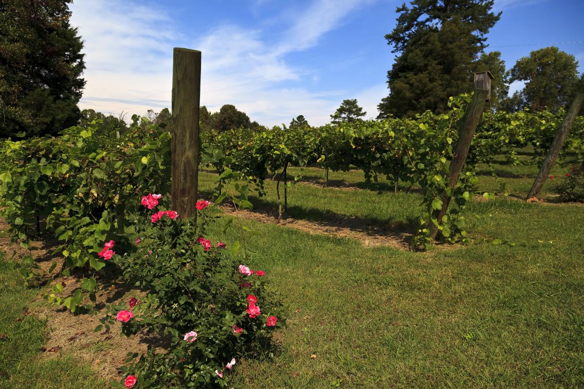 Yadkin Valley Vineyard