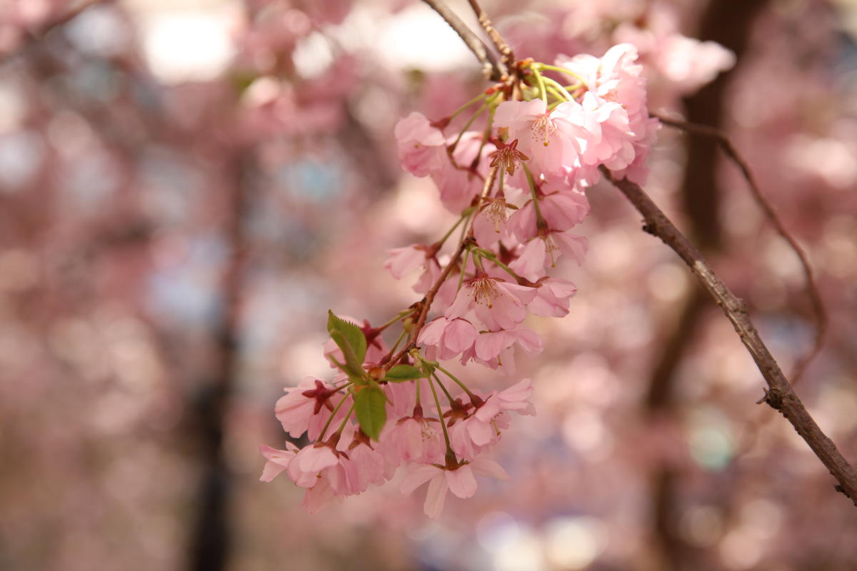 cherryBlossomFestival_springEverywhere-header