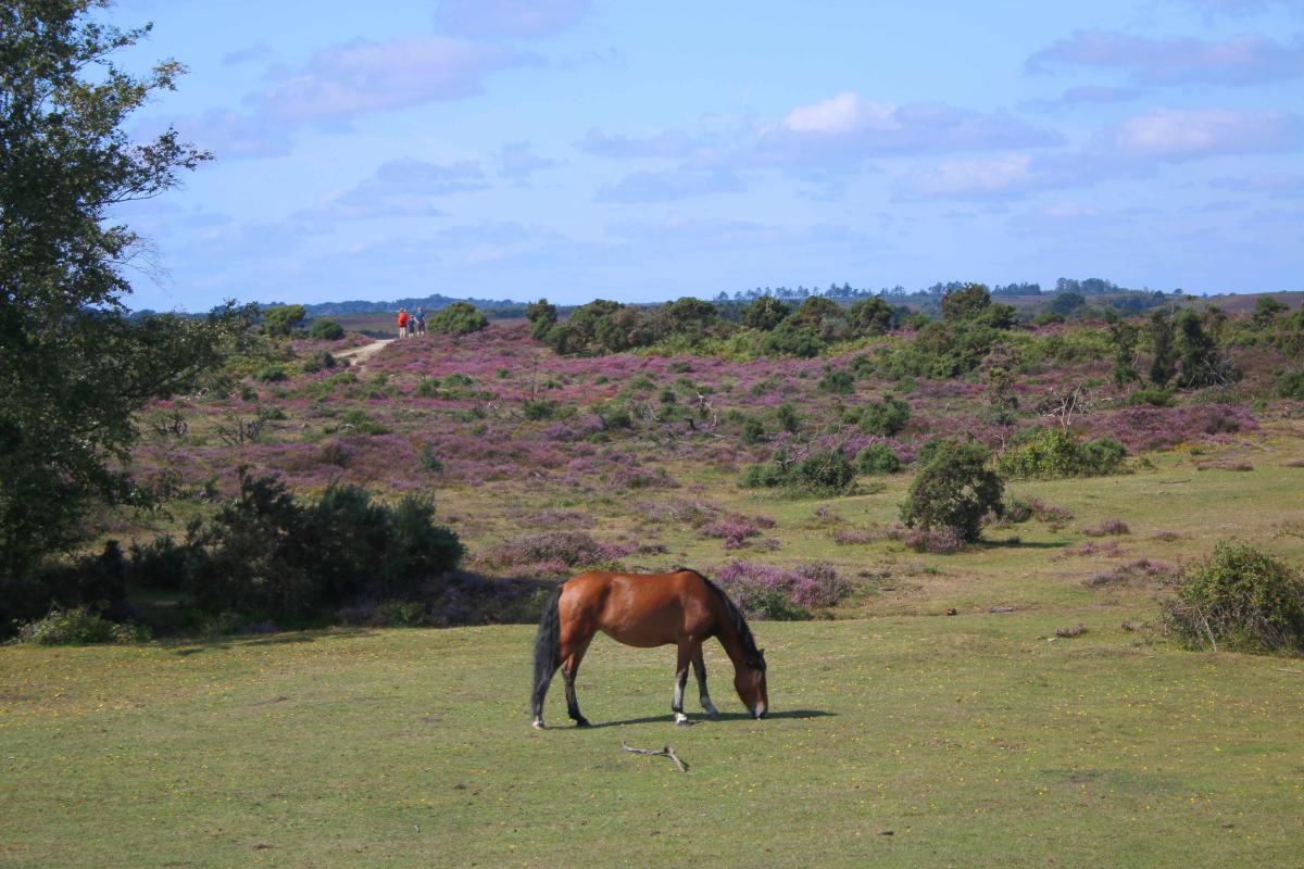New Forest pony in the New Forest during the summer with heather in the background