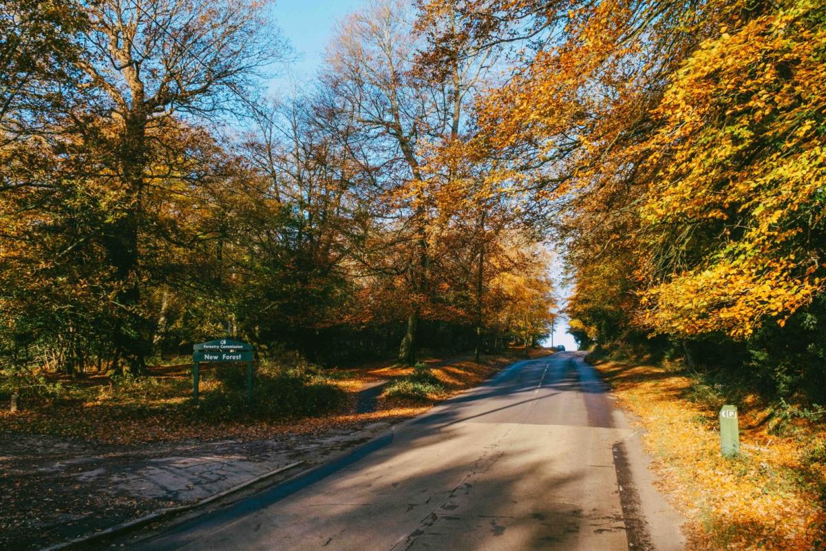 Autumn Colour Walks in the New Forest