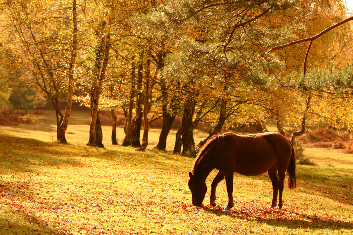 Autumn Breaks Blog - Pony