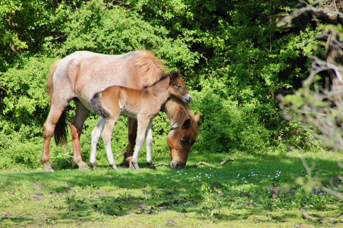 Mother and Foal