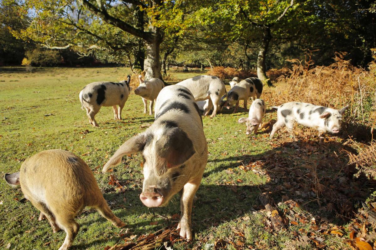 Autumn Breaks Blog - Pigs