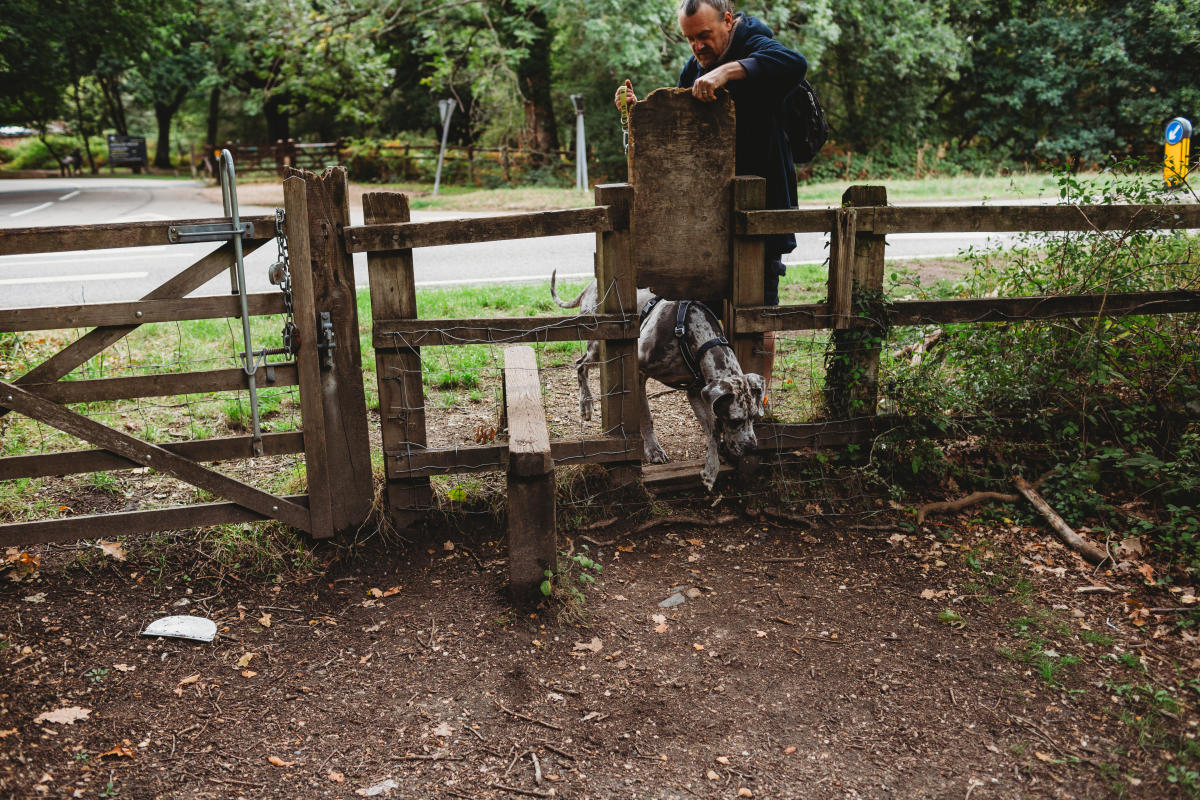 Camping New Forest Autumn Blog Dog Walker