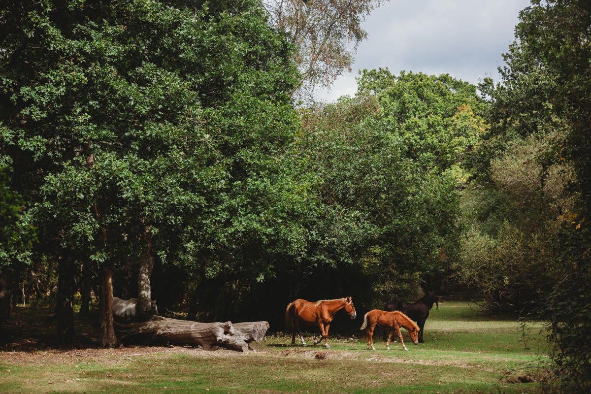 Camping New Forest Autumn Blog Ponies