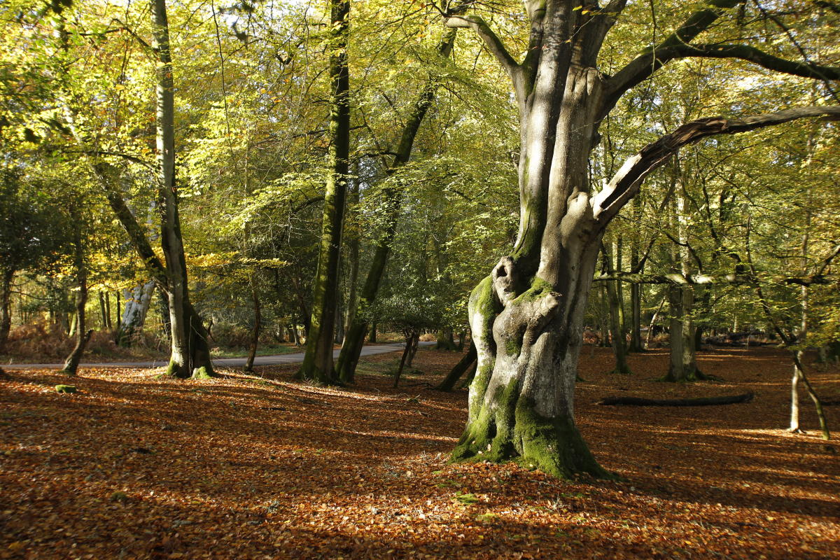 Autumnal ancient woodland in the New Forest