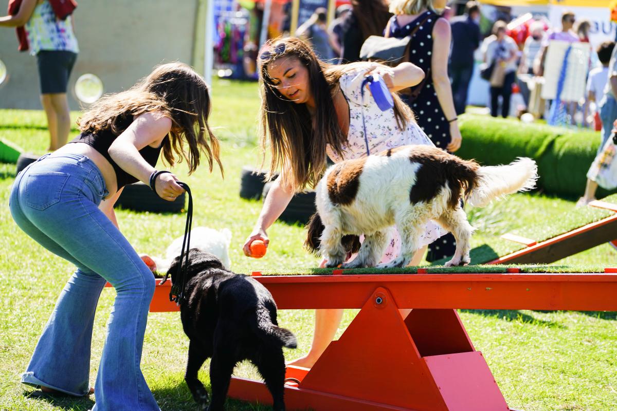 Dogs on agility course at Dogstival