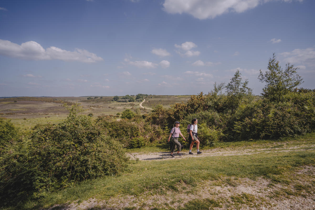 Walking in the New Forest on a sunny day