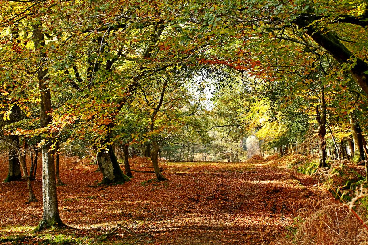Autumn woodland landscape