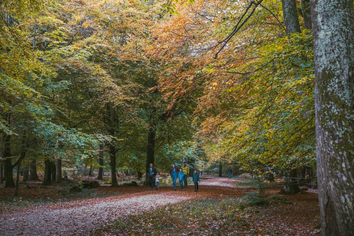 Family walking in the New Forest in the autumn